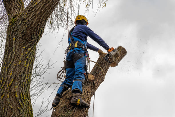 Why Choose Our Tree Removal Services in Smithville, TX?